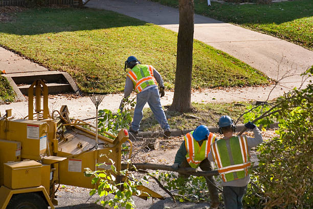 How Our Tree Care Process Works  in Thompsonville, PA